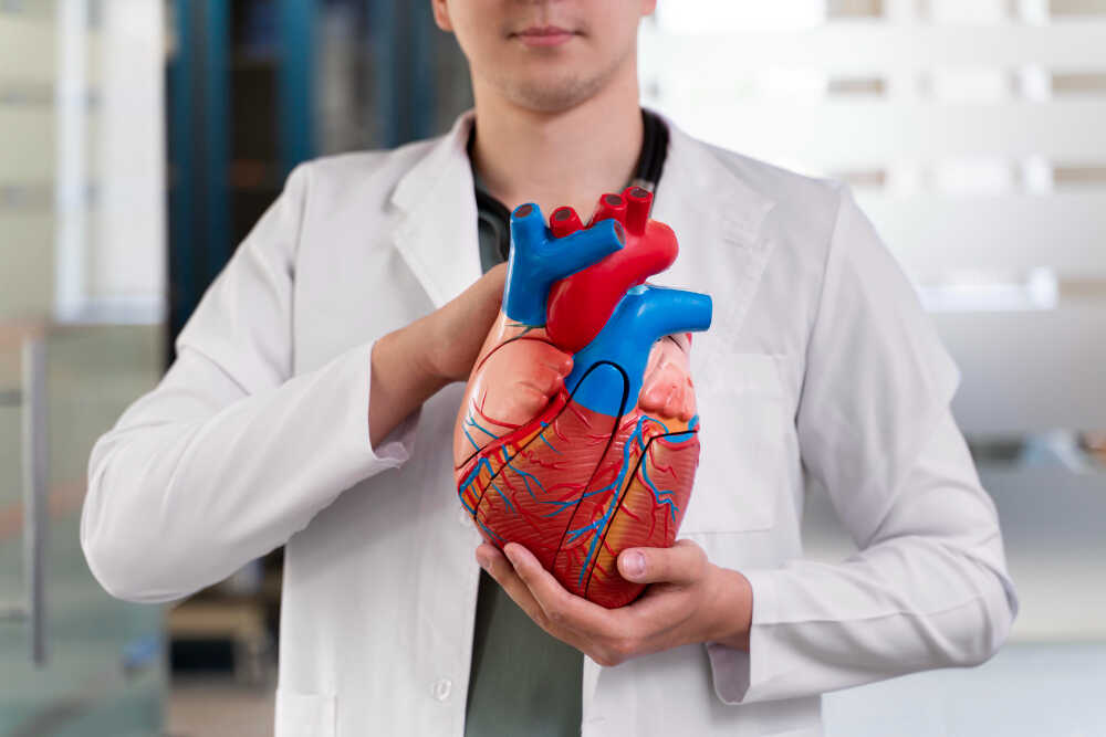 lekarz kardiolog z modelem serca